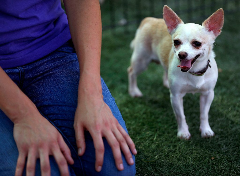 Mckinney Shelter Tapped For New Aspca Program Meant To Make For Some Very Good Dogs