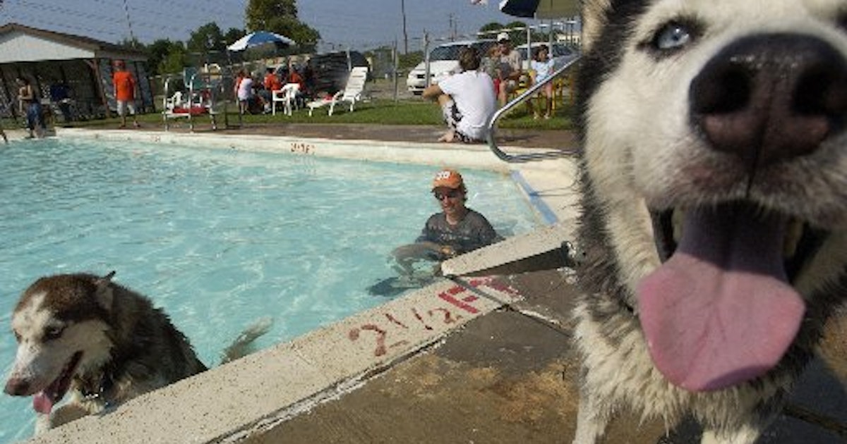 'Pets can be in danger in so many ways': How to help four-legged friends beat Texas' heat