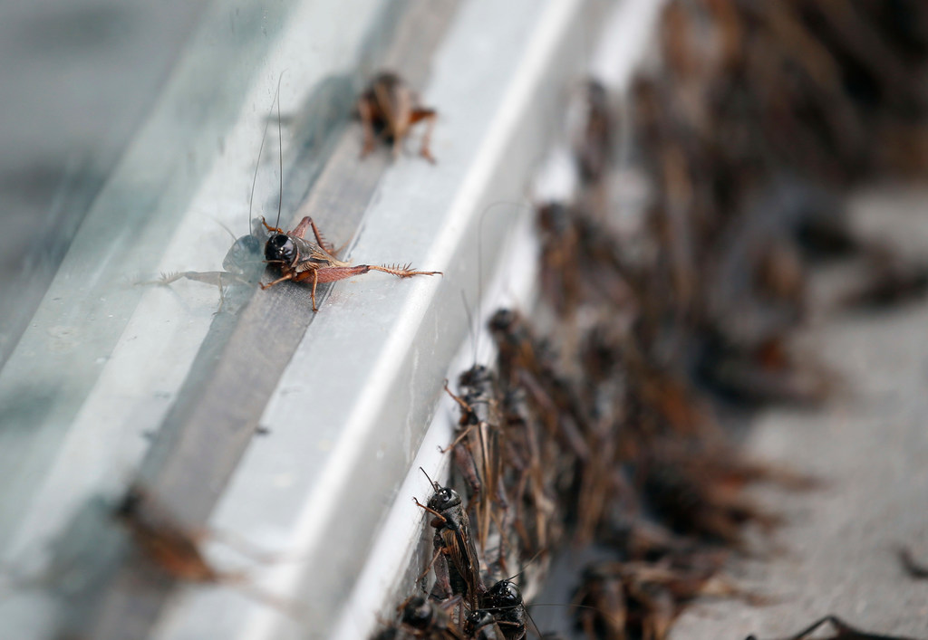 Why Are Crickets Invading Dallas Curious Texas Jumps On The Answer