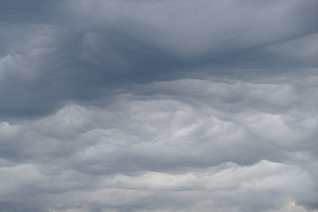 undulatus asperatus wallpaper