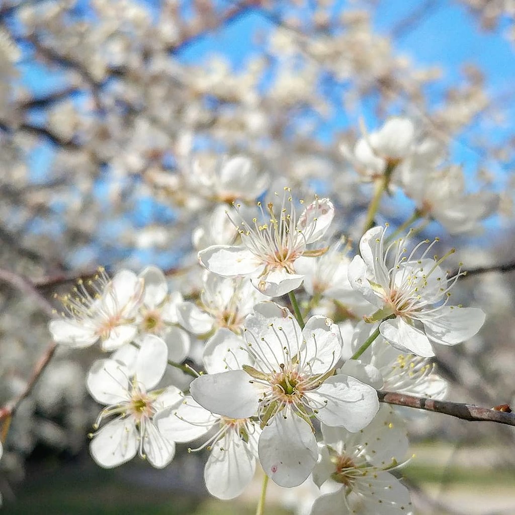 41 Types of Trees With White Flowers For Your Home or Garden