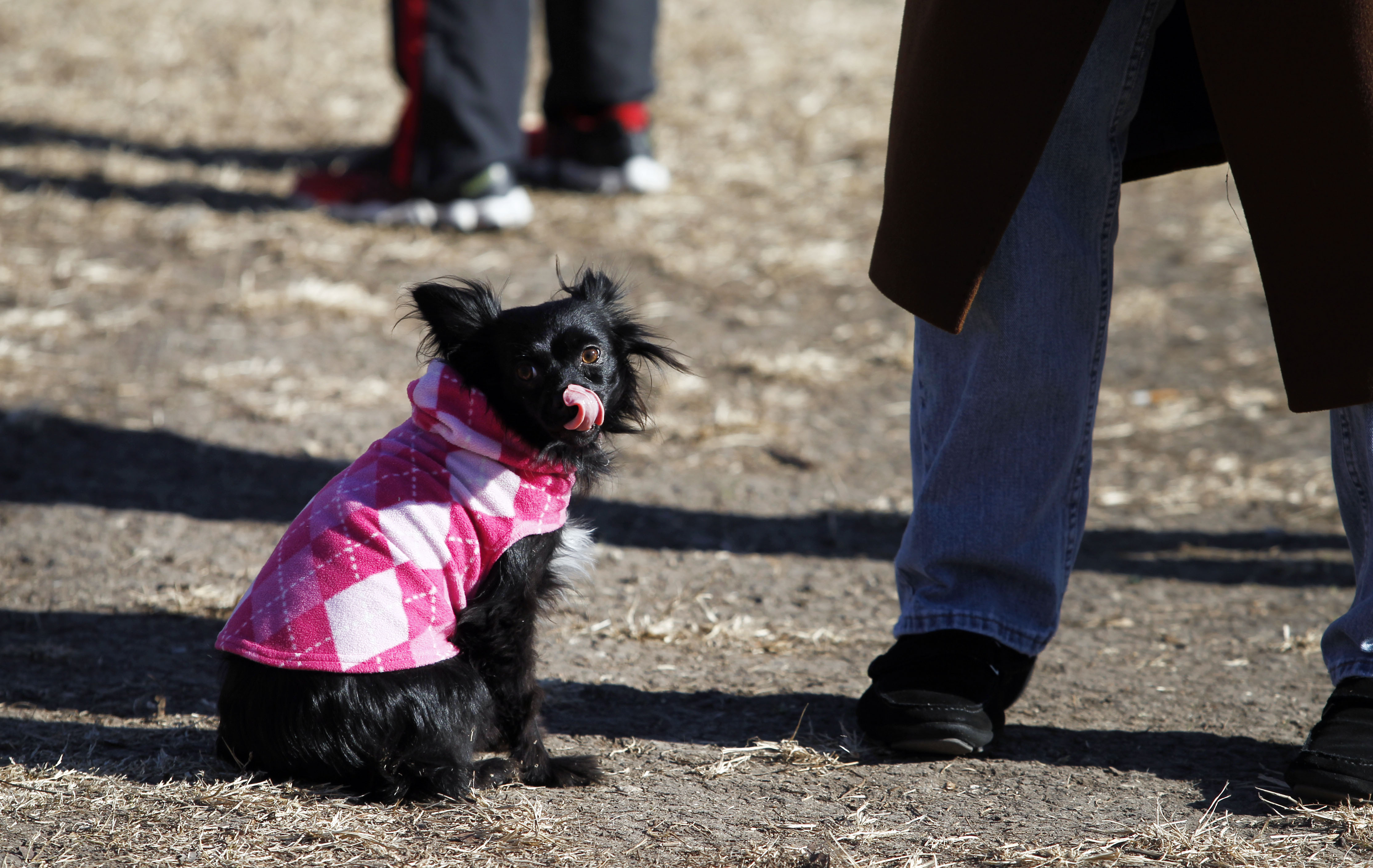 As temperatures drop in DallasFort Worth, how cold is too cold for
