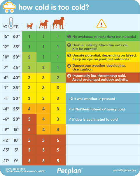 how much cold can a dog stand