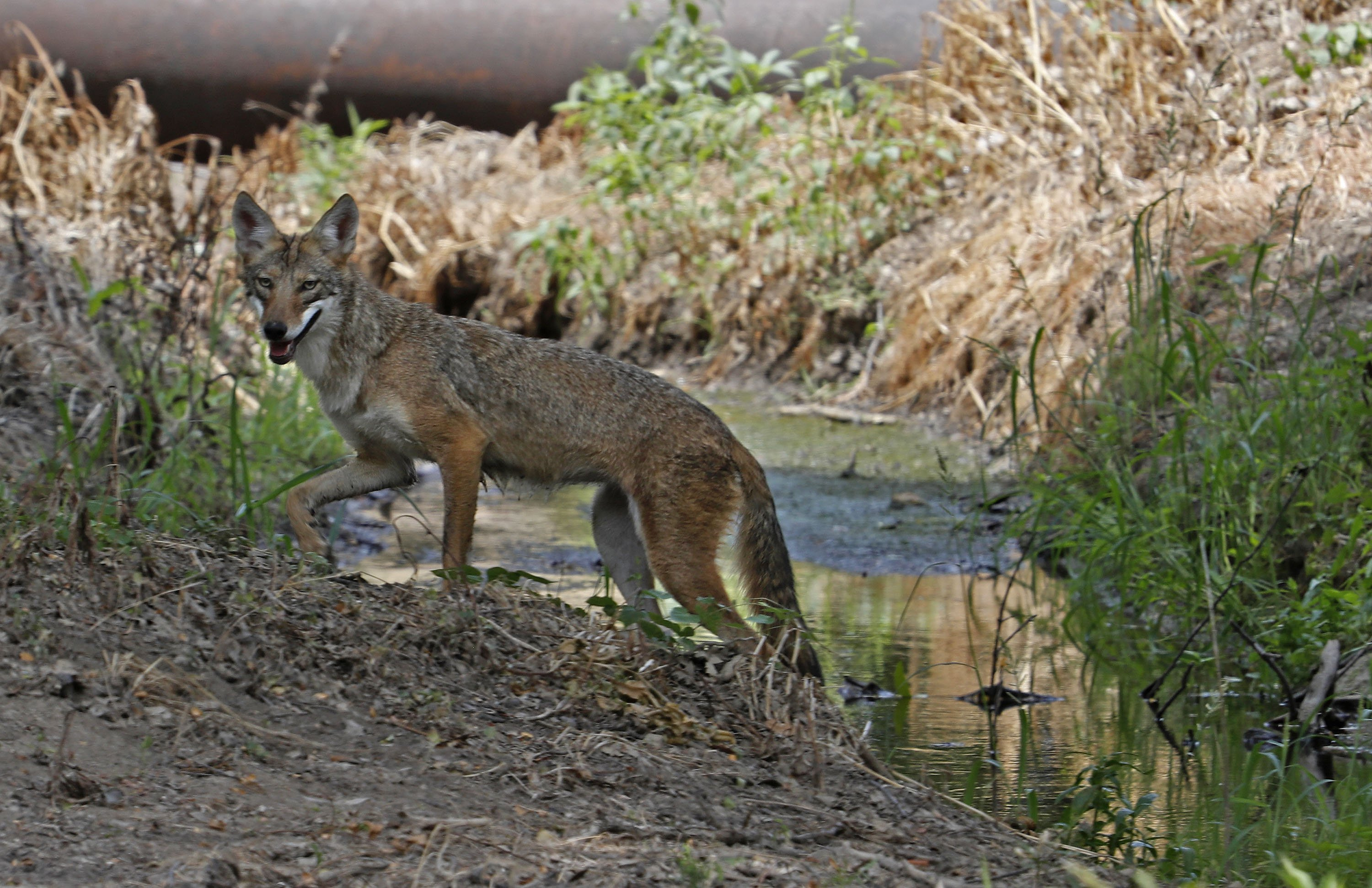 Aggressive coyote attacks two Frisco joggers in latest incident along  Eldorado Parkway