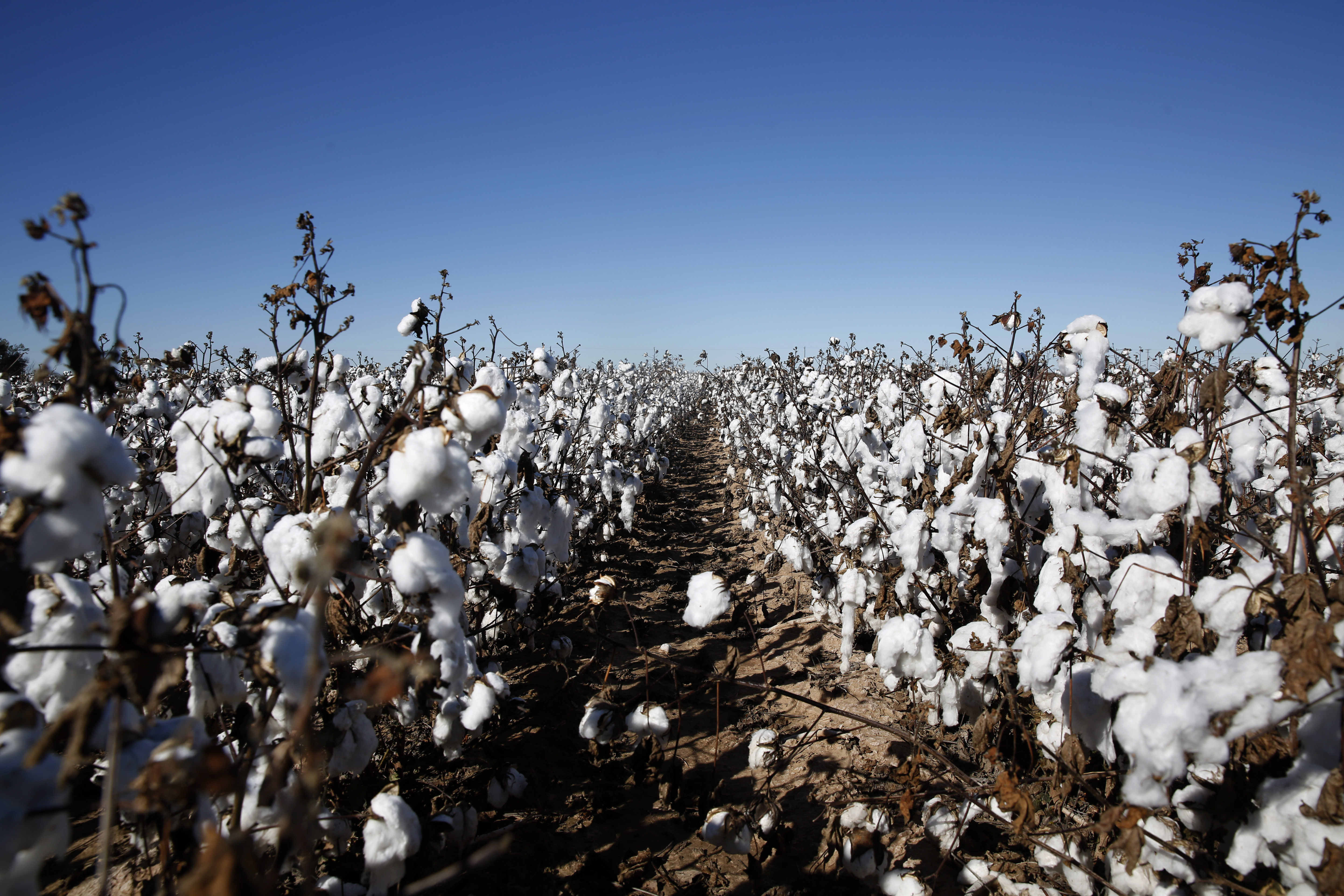 The years aren’t getting any easier for families that grow cotton