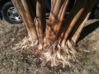 This crape myrtle tree has a properly exposed trunk flare.(Howar d Garrett)
