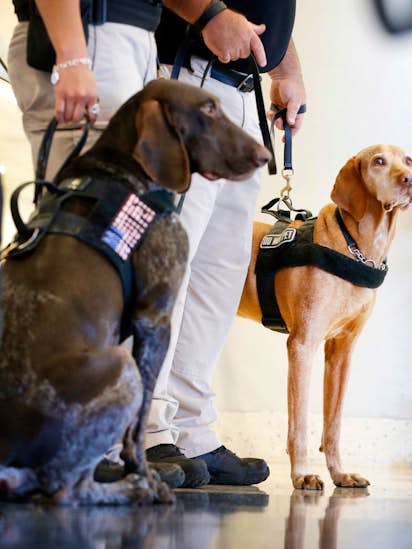 Image result for Meet two very good boys sniffing explosives at DFW Airport and keeping fliers safe from bad guys