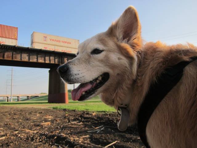 se permiten perros en trinity groves