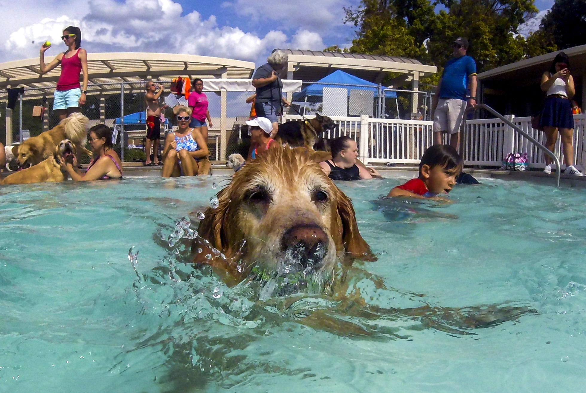 Dog About Town: Splash around with your pooch