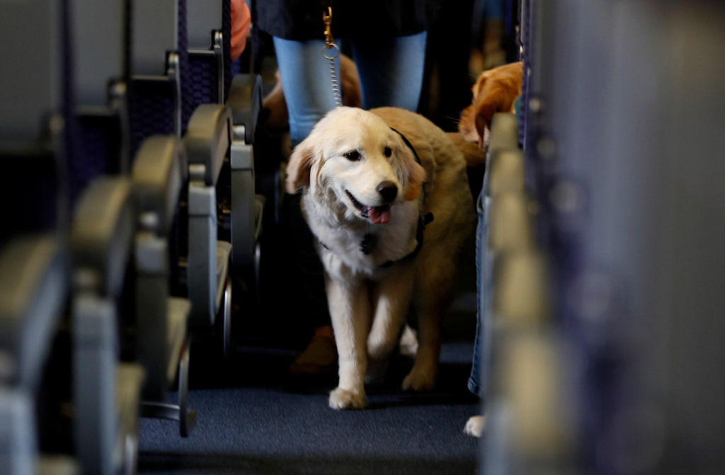 A dog on american airlines fashion