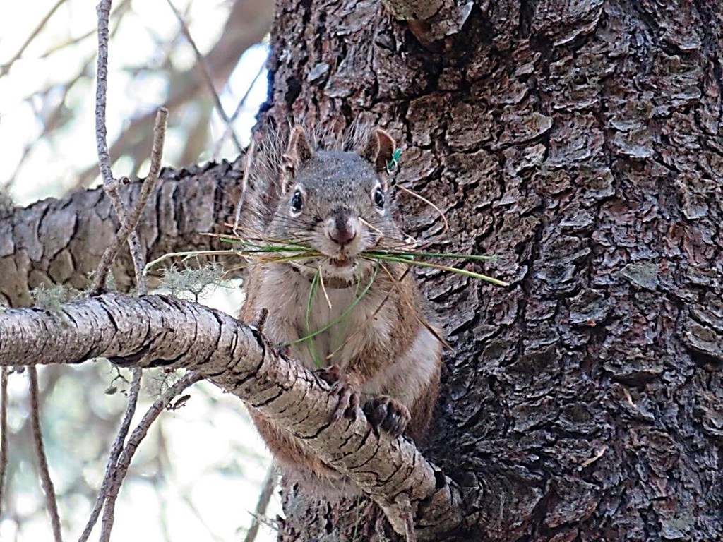 Squirrel Removal in Texas: Dallas-Fort Worth