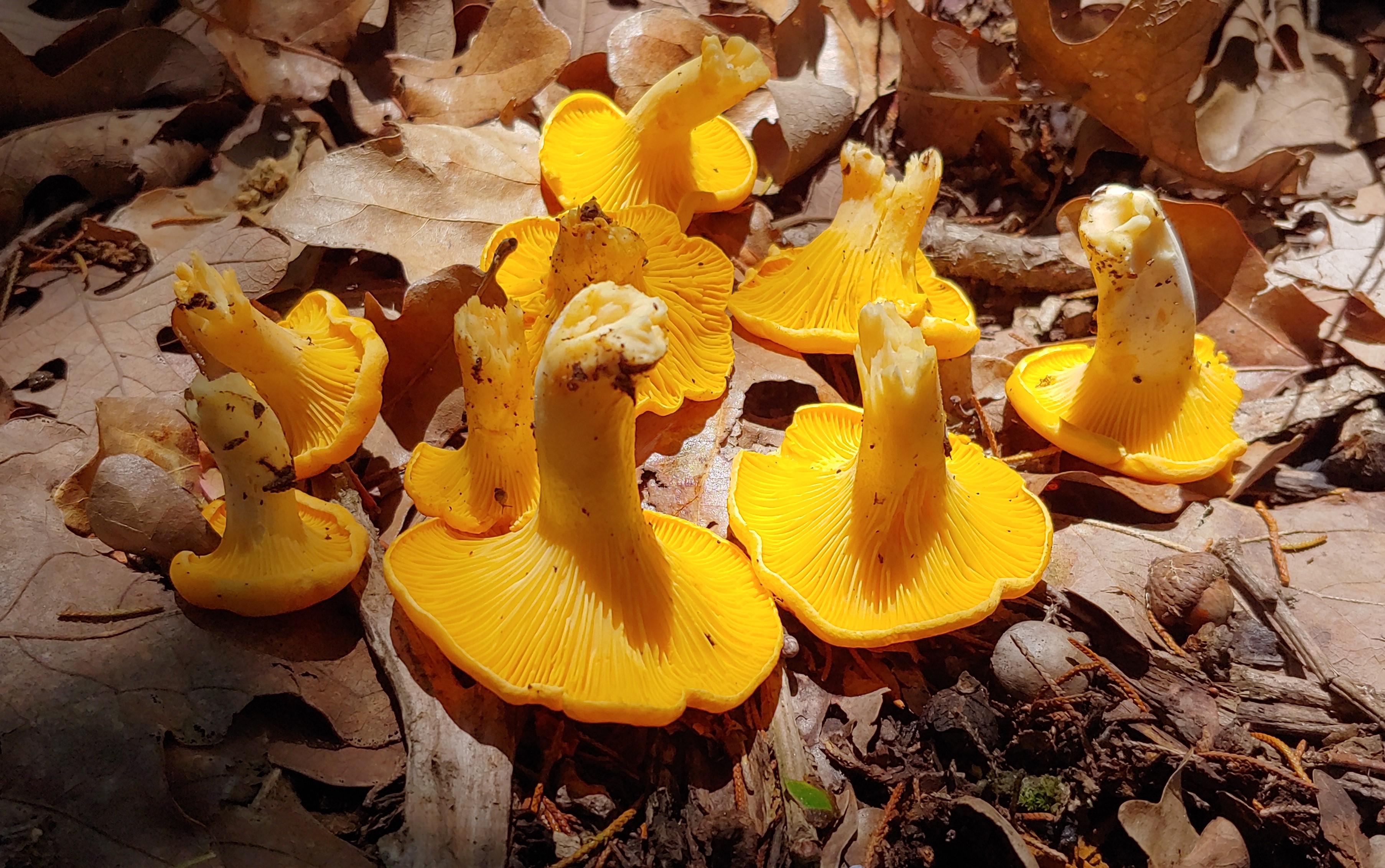 Do Morel Mushrooms Grow in Texas? 