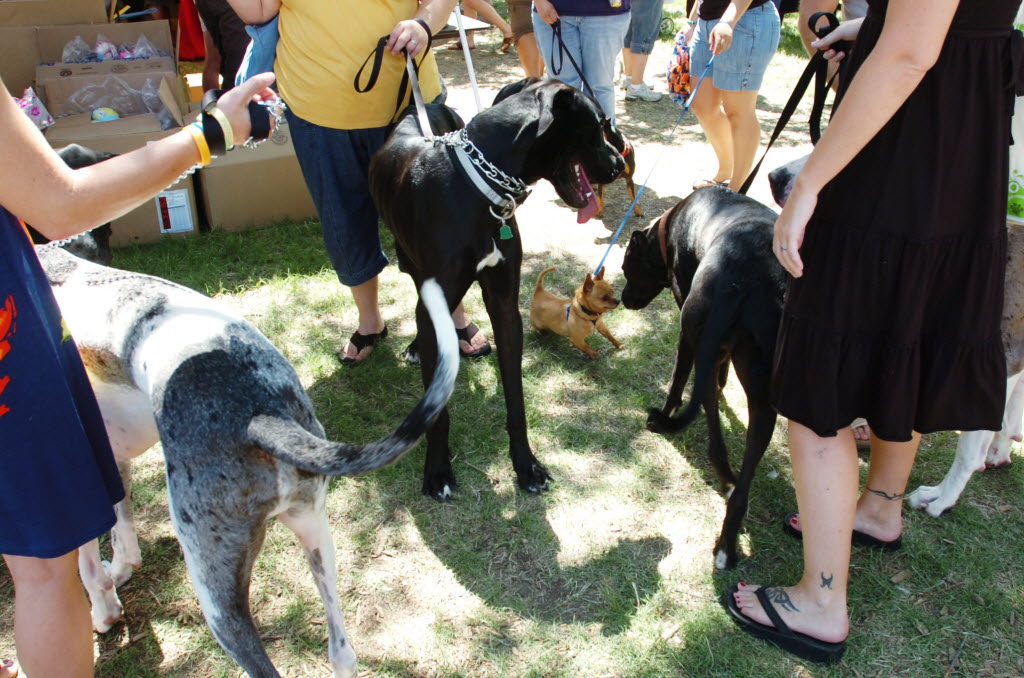 Dog About Town: Head to a fest with your pooch this weekend