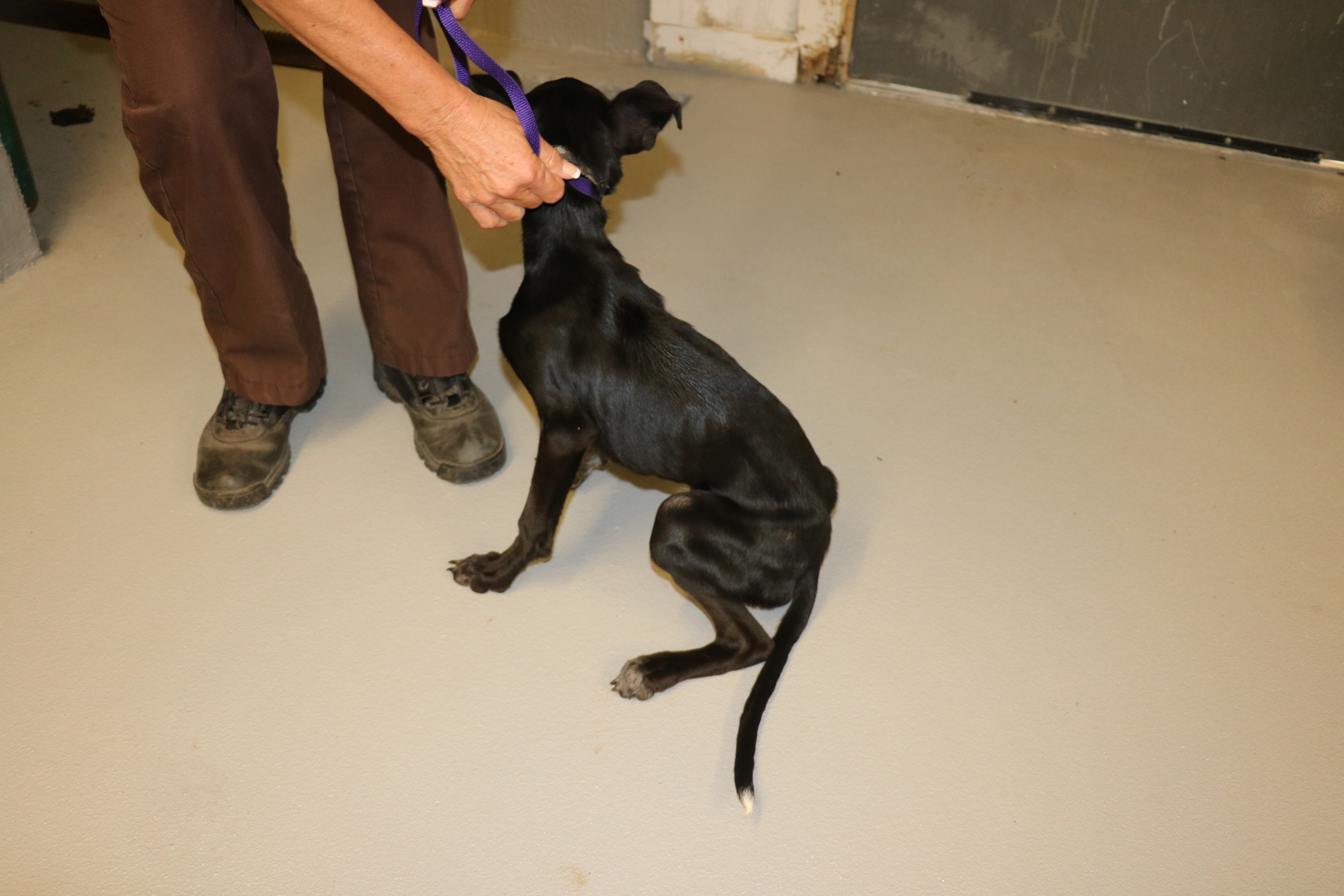 K-9 Police Texas Parmer County Sherrif/'s Department Drug Interdiction Canine cam