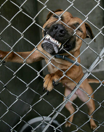 caged pitbull