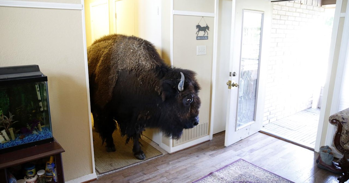 Image result for bison at a door