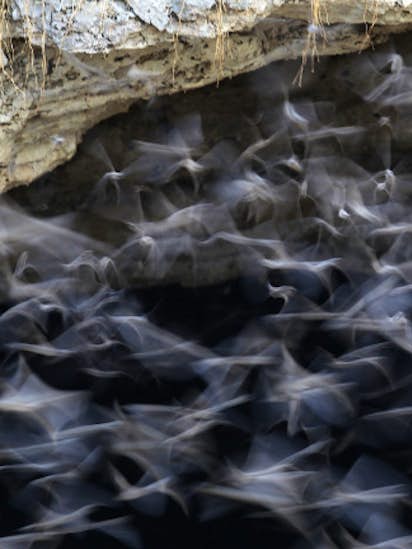 Head To New Braunfels See The Famous Bracken Cave Bats Texas Head To New Braunfels See The Famous Bracken Cave Bats