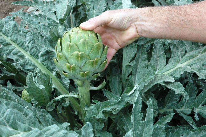 In season Artichokes get some Texas flavor Cooking Dallas News