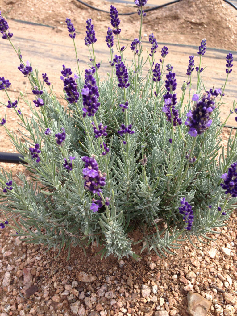 Visit a Texas lavender farm Texas Travel Dallas News