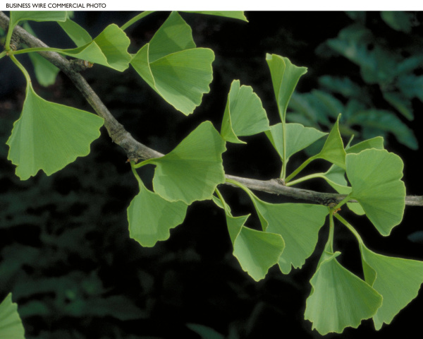 Dealing with fruit from female ginkgo trees | Gardening | Dallas News