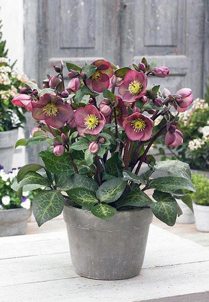 Hellebores hardy and easy to grow Gardening Dallas News