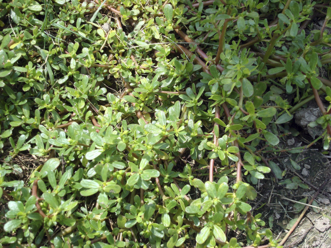 Get to know 14 weeds every Texan hates | Dallas News ...