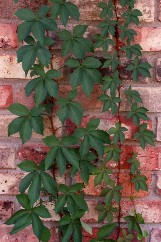Ivy Plants Near Walls - Is Boston Ivy Growing Up Brick Surfaces Ok