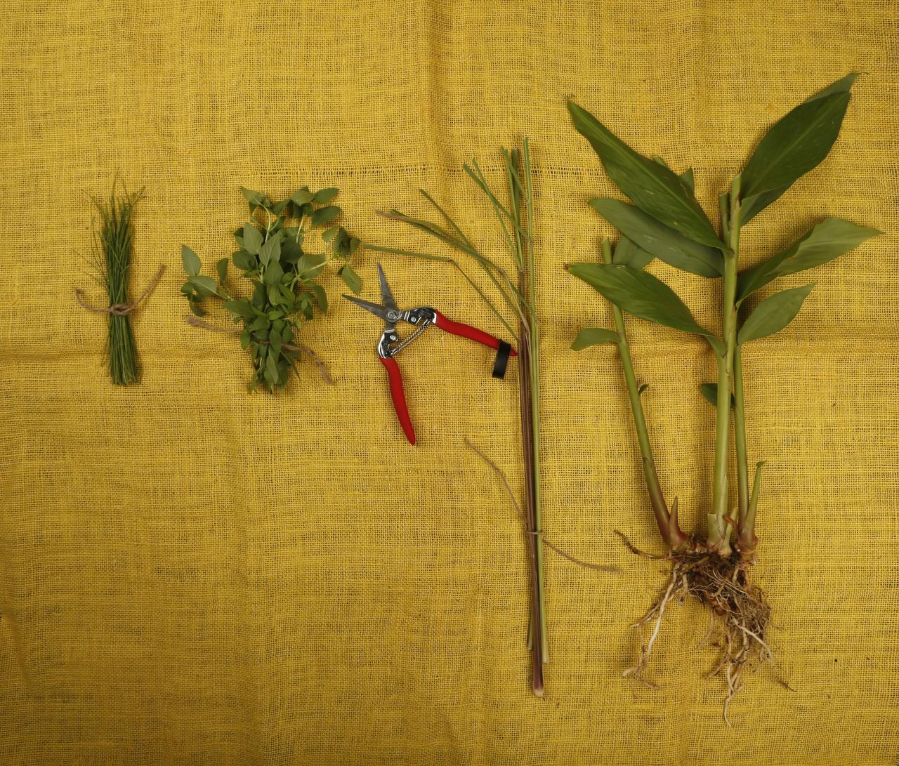 Grow your own Asian herbs Gardening Dallas News