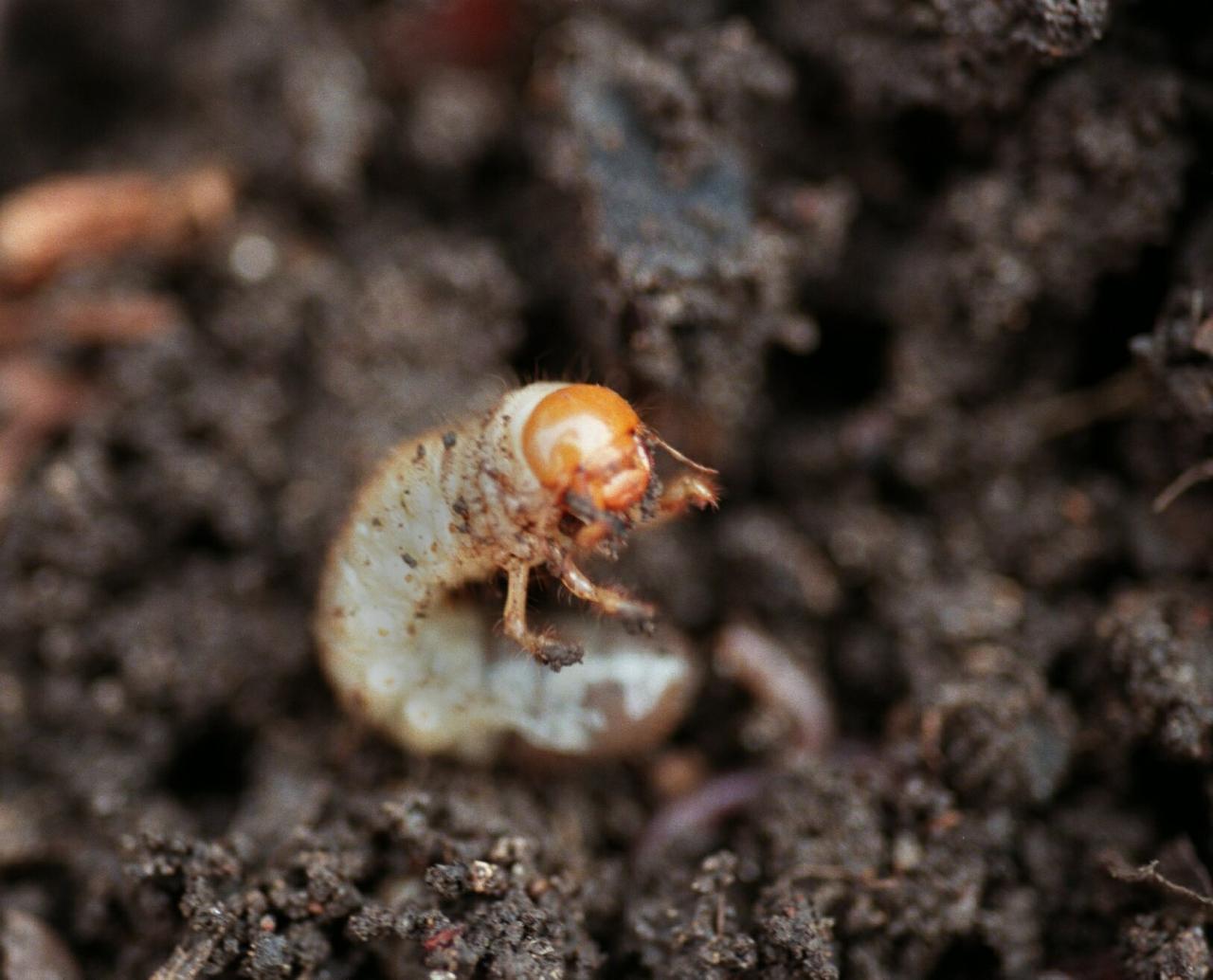 Controlling grub worms without chemicals Gardening Dallas News