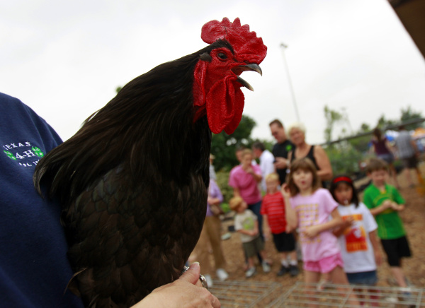 Garden Calendar Check out East Dallas chicken coops Gardening