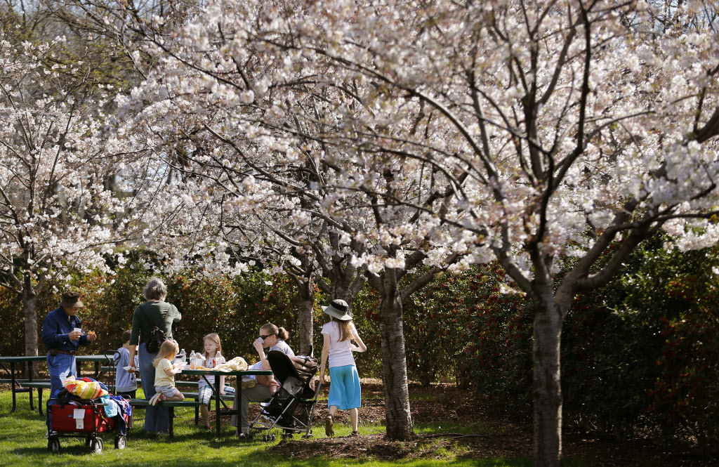 Now is the time to see cherry blossoms at the Dallas Arboretum