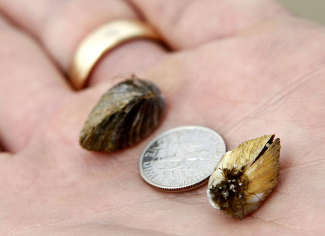 Zebra Mussel Larva, DNA Found In Lavon Lake | News | Dallas News