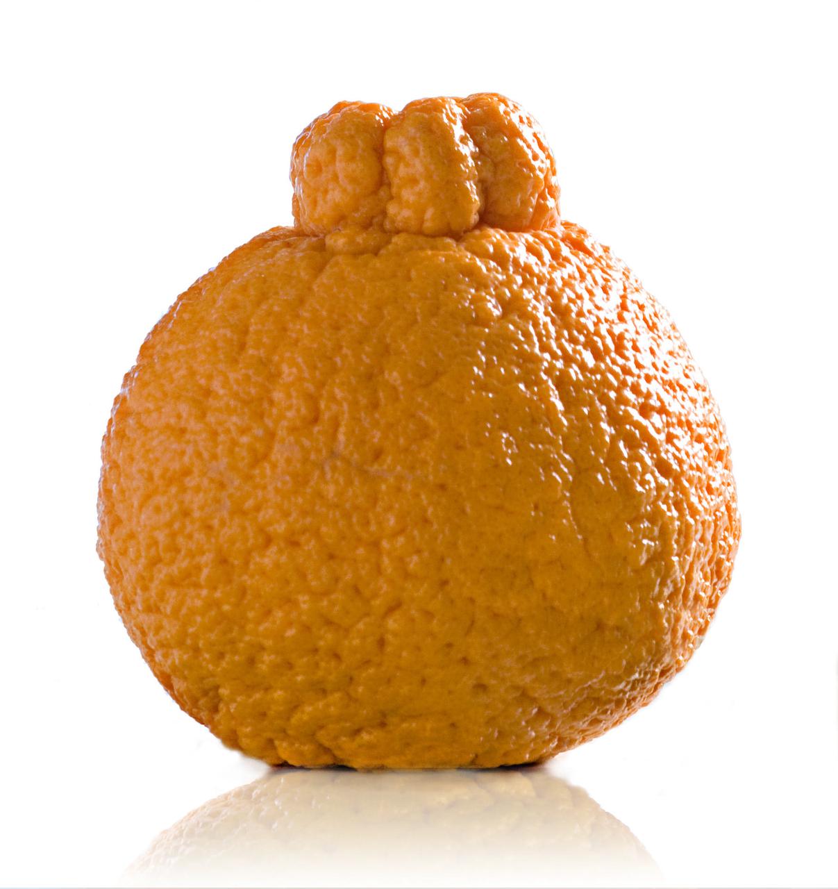 In season: Catch the sweet, short season of Sumo oranges