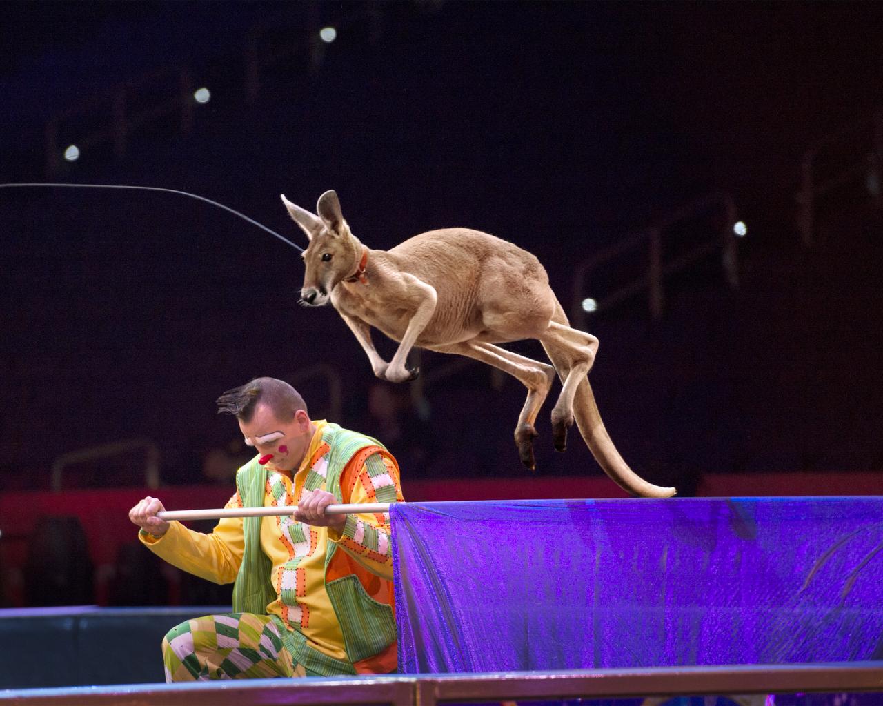 Animal magic: a close-up look at some furry circus stars, image size:1280x1024