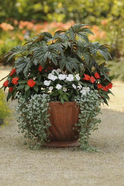 The garden in spring has its ups and downs Gardening Dallas News