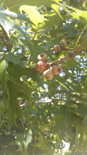 Oak galls are common this spring, but are they a disease? Home