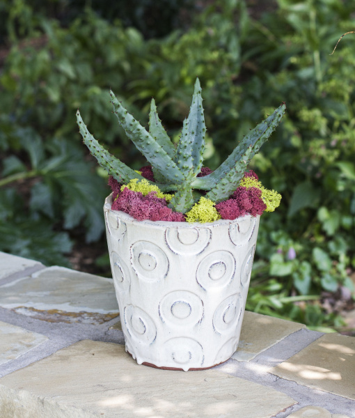 Make a statement with these potted plants Dallas News Gardening