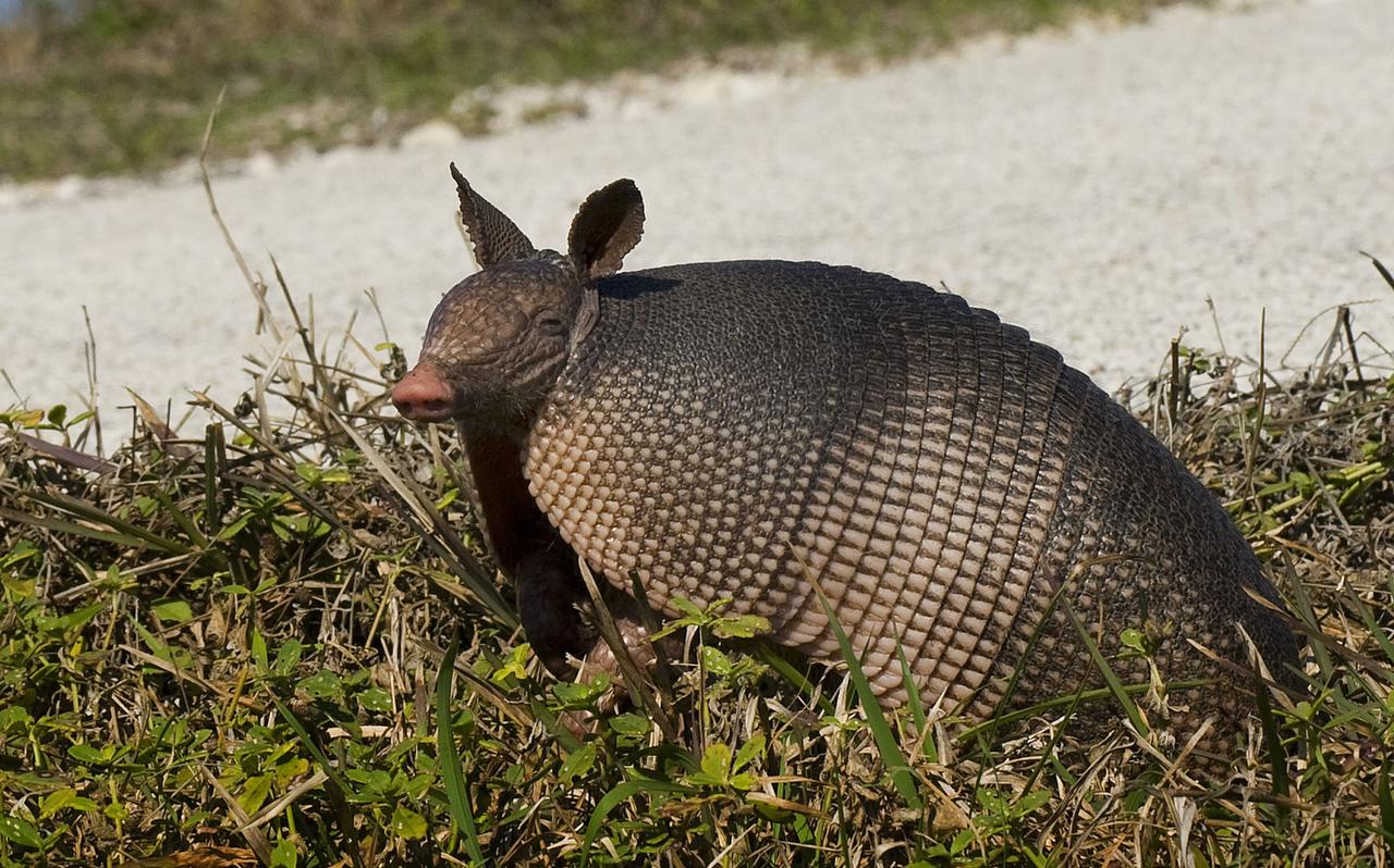 SO FAR SO GOOD 【Armadillo】 How I learned to stop worrying and love the armadillo