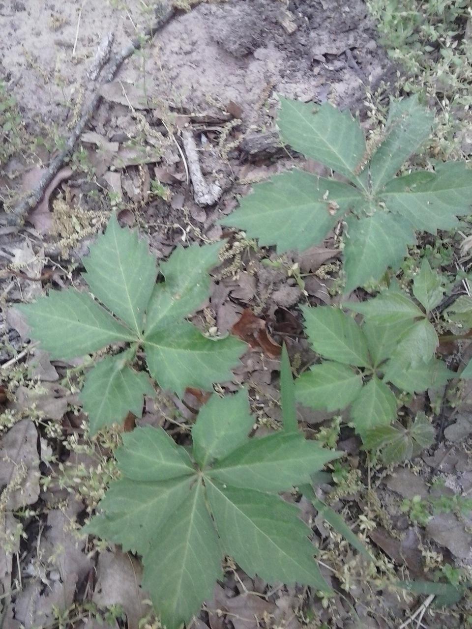 Wednesday Weed – Virginia Creeper