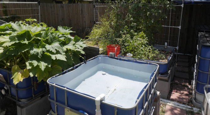 Aquaponics: Another way to bypass Dallas area’s difficult 