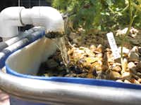 Aquaponics: Another way to bypass Dallas area’s difficult ...