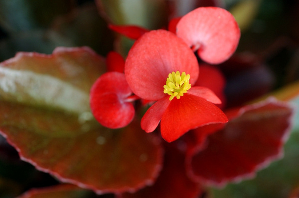 Can begonias survive winter? Gardening Dallas News