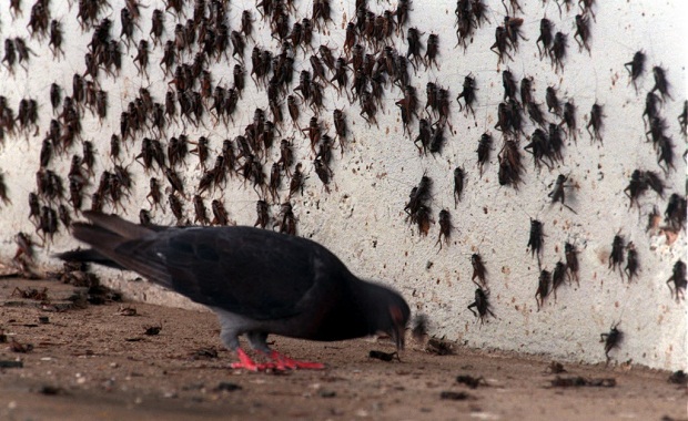 Cricket infestation is causing a stink in Waco News Dallas News