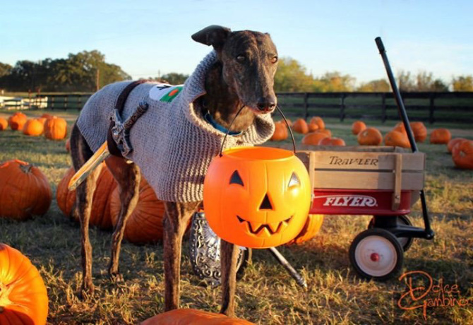 pumpkin patch saginaw tx