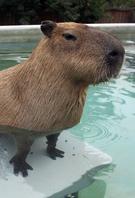 Capybara Photogenic