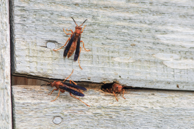 Garrett Painting blue color on porch ceilings said to repel wasps