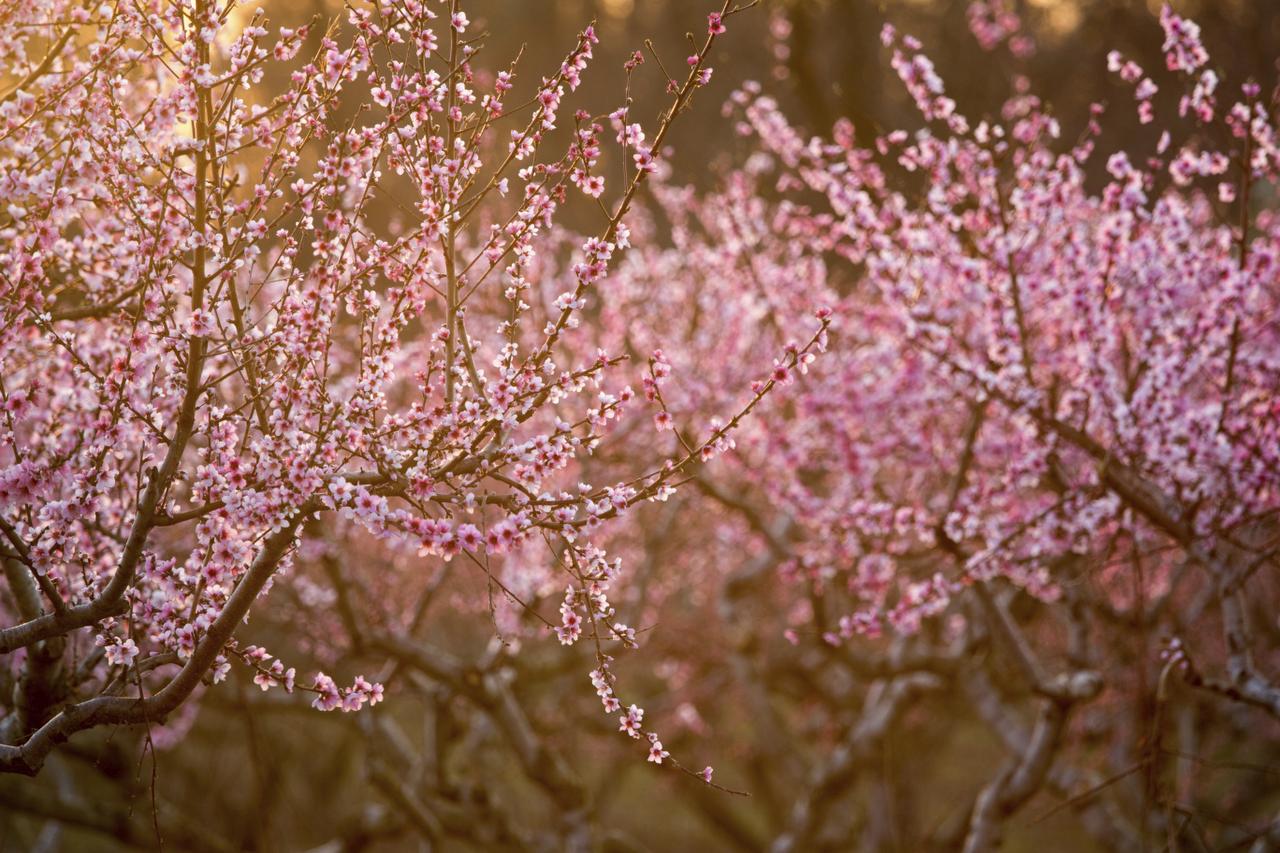 Want A Backyard Orchard Here S How Gardening Dallas News Here S How Gardening Dallas News