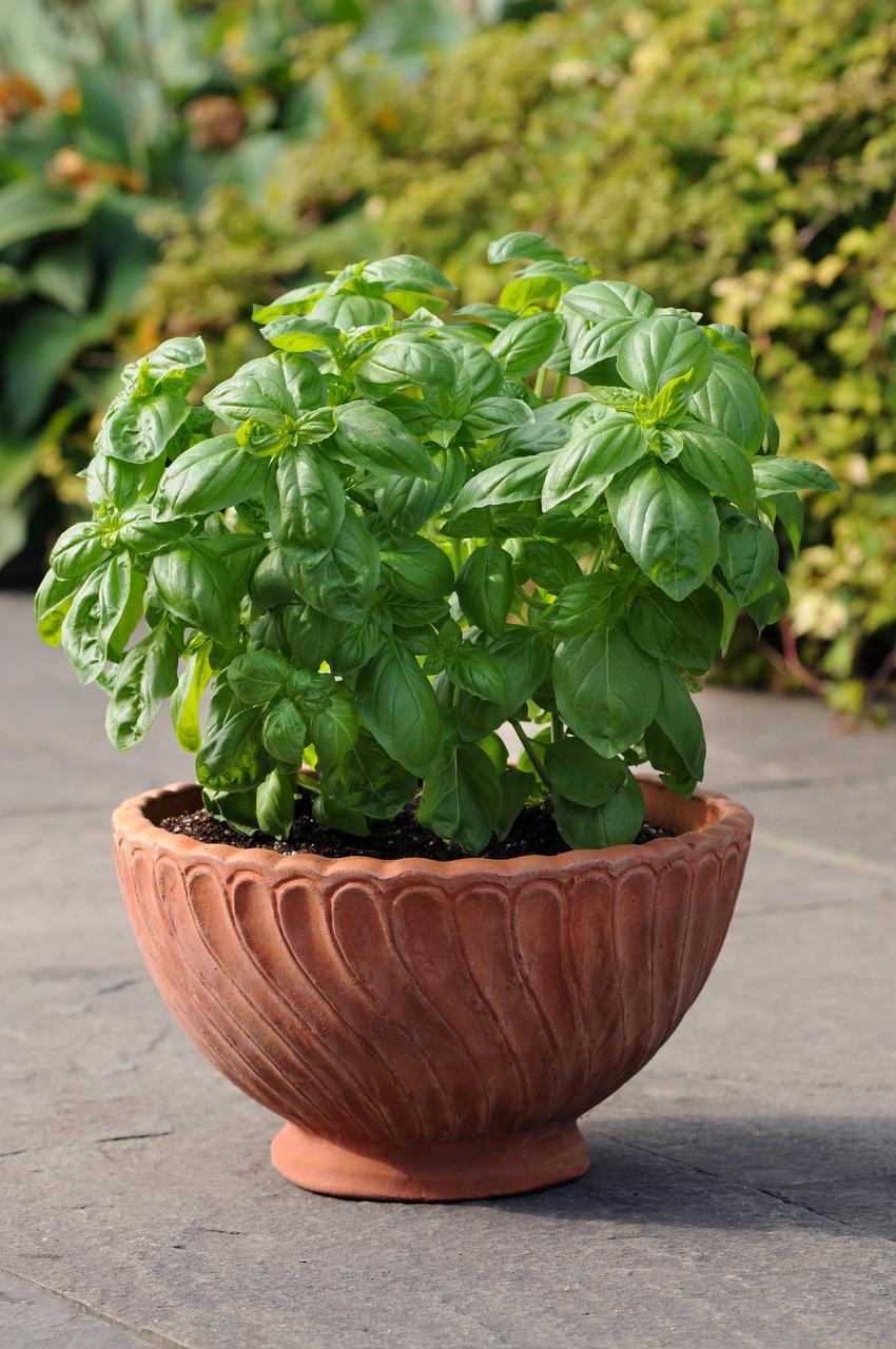 4 awardwinning herbs you should be growing Gardening Dallas News