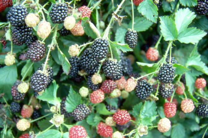 How sweet it is North Texas backyards are perfect for berries Home