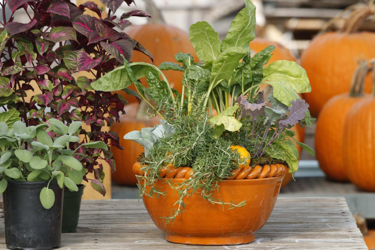 How to Grow Vegetables in Containers From Spring to Fall